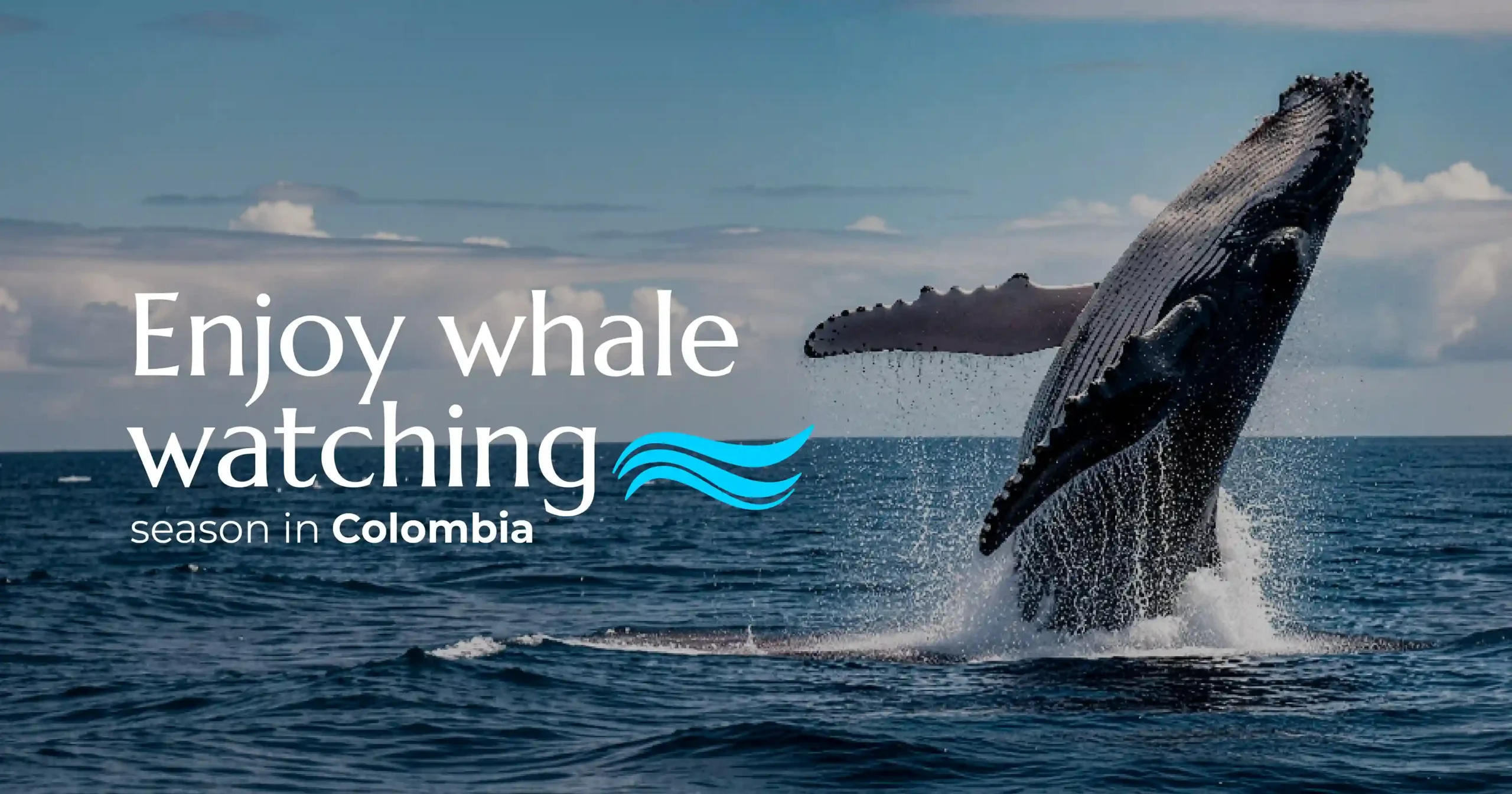 Enjoy Whale Watching Season in Colombia - avistamiento de ballenas