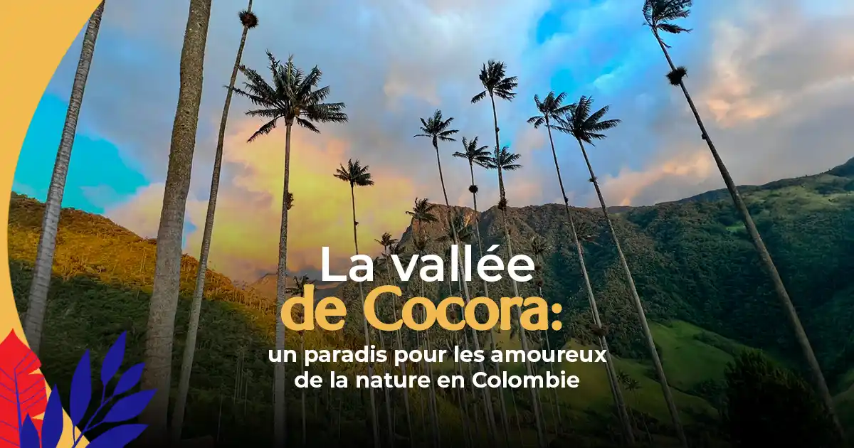 La Vallée de Cocora : Un Paradis pour les Amoureux de la Nature en Colombie