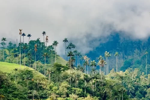 valle del cocora – colombie agende tourisme valle del cocora - colombie agende tourisme