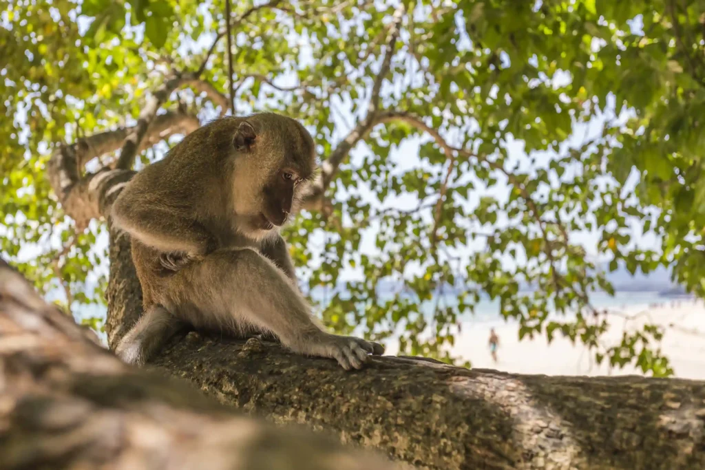 fauna parque tayorna colombia - viajes a medida